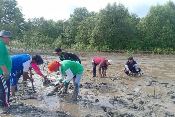 Kepala Desa Jaring Halus tanam 50.000 batang mangrove