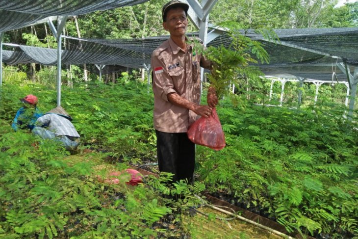KPH Tabalong prepares free seedlings to support Green Revolution