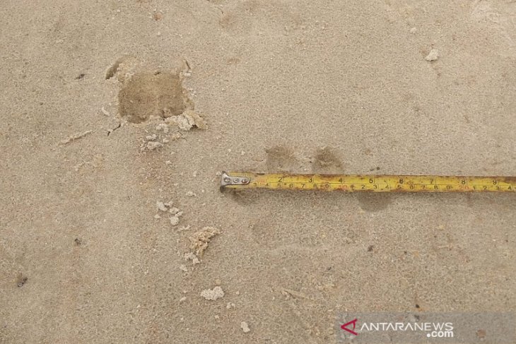 Ada temuan jejak harimau, BBKSDA minta warga waspada