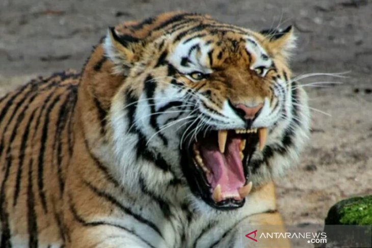 Petani kopi Dempo Selatan Pagaralam tewas diserang harimau