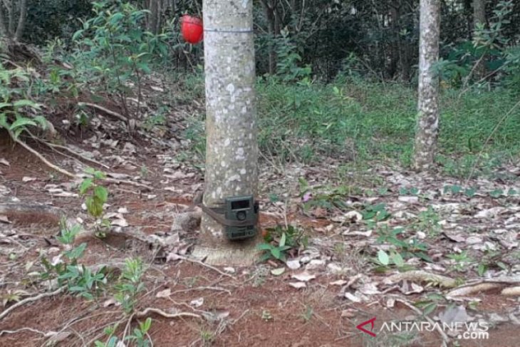 AL alias Dangdut sikat 13 kamera trap pemantau harimau, dijual Rp500 ribu