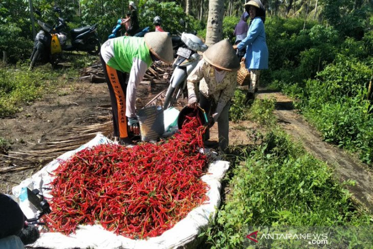 Petani pantai Kulon Progo hasilkan cabai 20 ton per hari