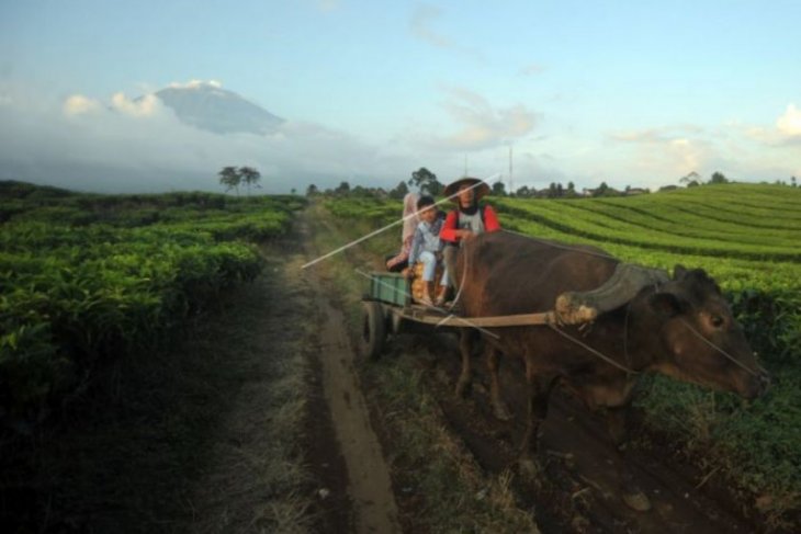 Gerobak sapi bawa hasil kebun petani Kerinci