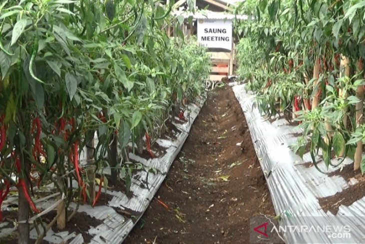 Kabupaten Sukabumi surplus cabai merah capai 200 kuintal tiap tahun