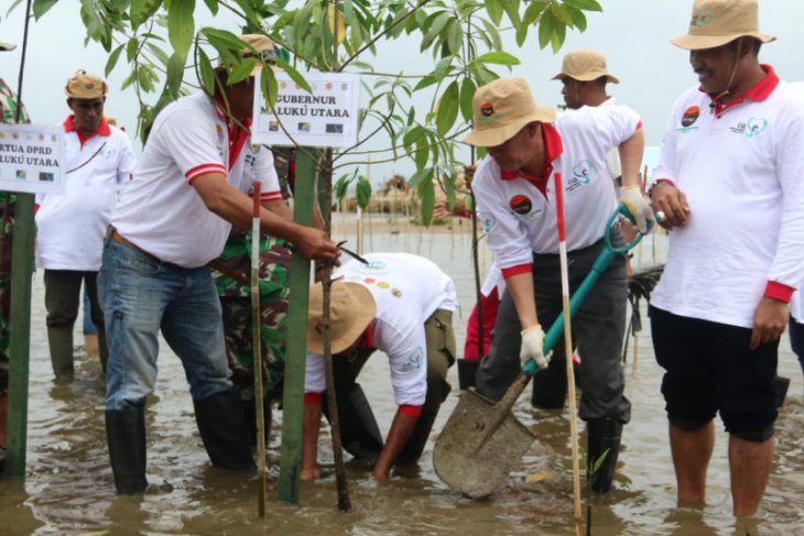 Walhi minta Pemkab Pulau Taliabu antisipasi pengrusakan mangrove