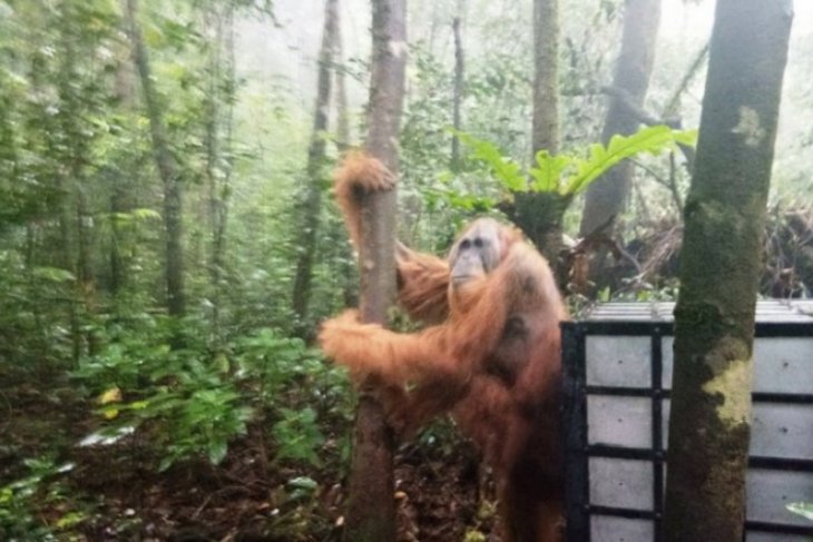 BBKSDA Sumut lepasliarkan orangutan di Cagar Alam Sibual-buali