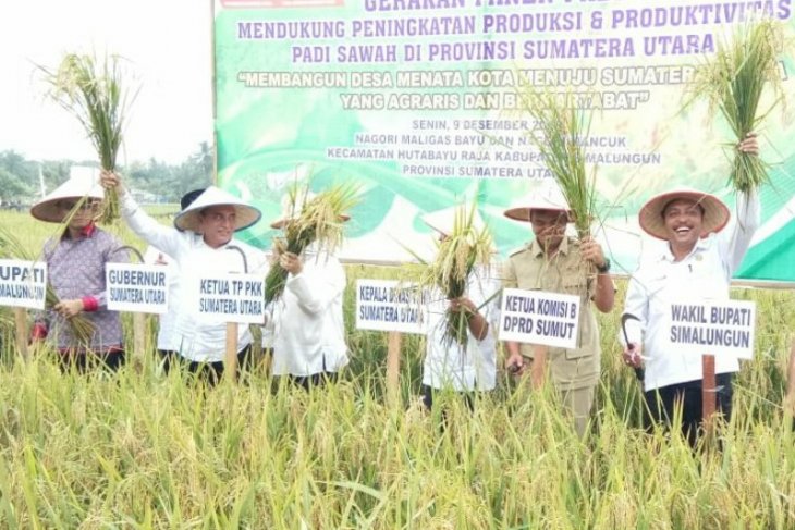 Gubernur Sumut hadiri panen raya tiga komoditas di Simalungun