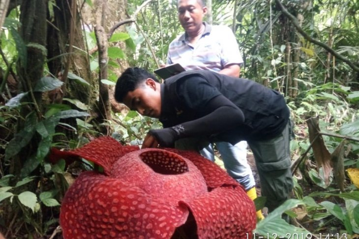 Empat Raflesia mekar bersamaan di Kabupaten Agam