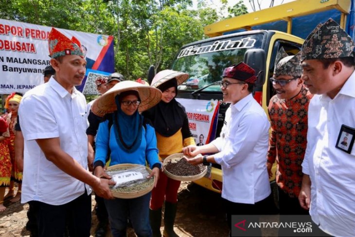 Banyuwangi kembali ekspor kopi robusta ke Italia