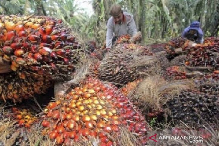 Harga CPO Jambi naik Rp142 per kilogram