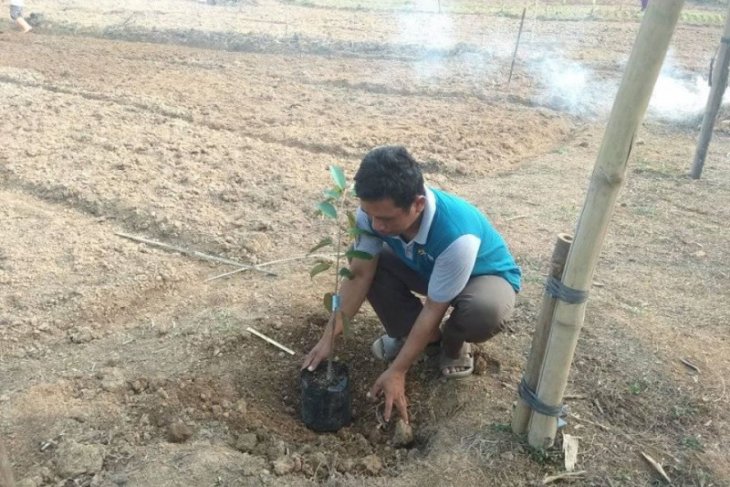 Petani Lebak budidayakan buah-buahan dukung program konservasi lahan