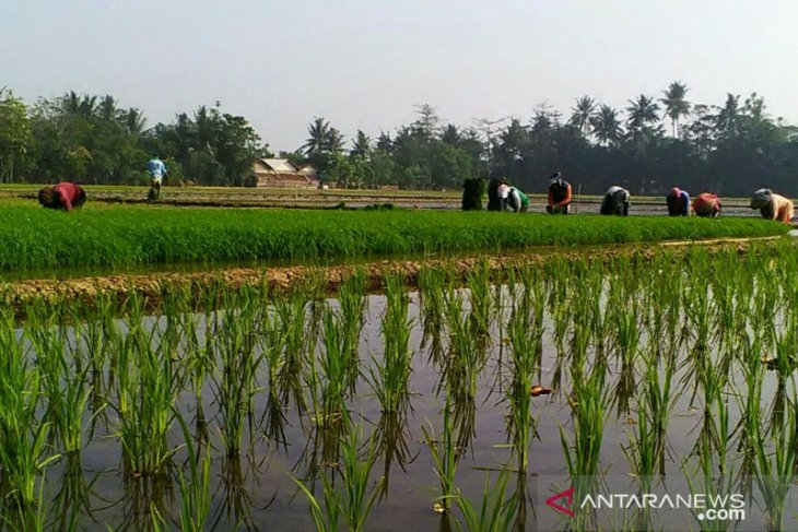 Dedi Mulyadi: Alih fungsi lahan pertanian akibat RUTR