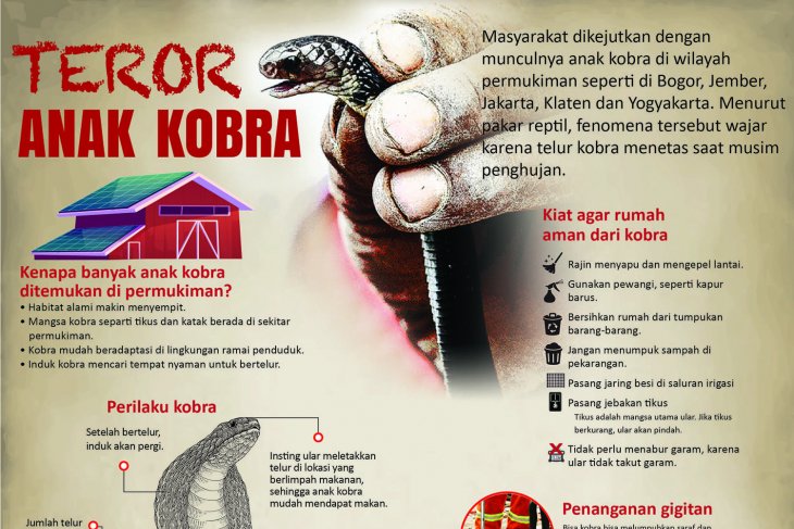 Teror anak kobra