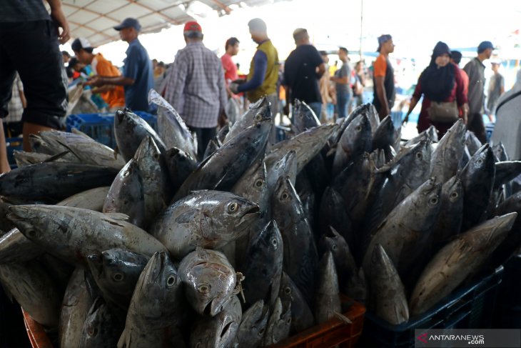 Harga ikan di TPI Karangsong Indramayu anjlok - ANTARA