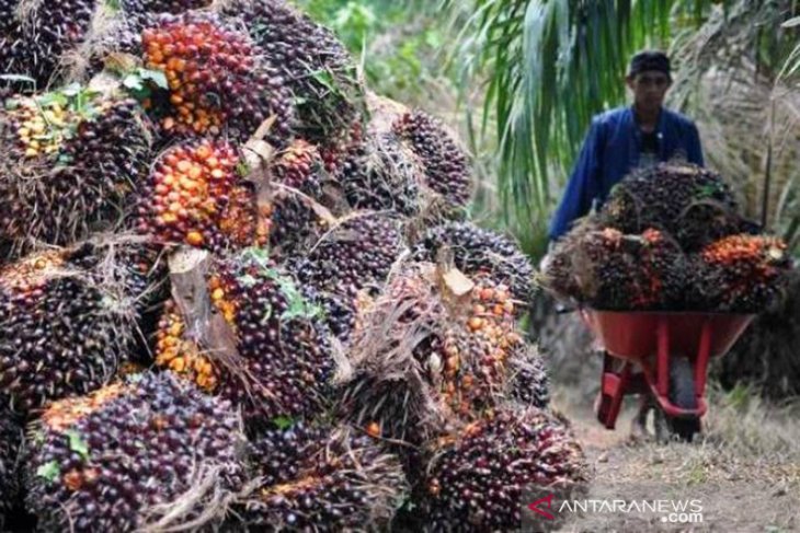 Harga CPO Jambi turun Rp85 per kilogram