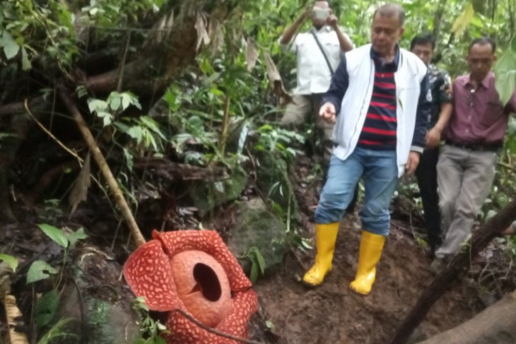 Rafflesia Tuan-mudae tarik perhatian media di 32 Negara