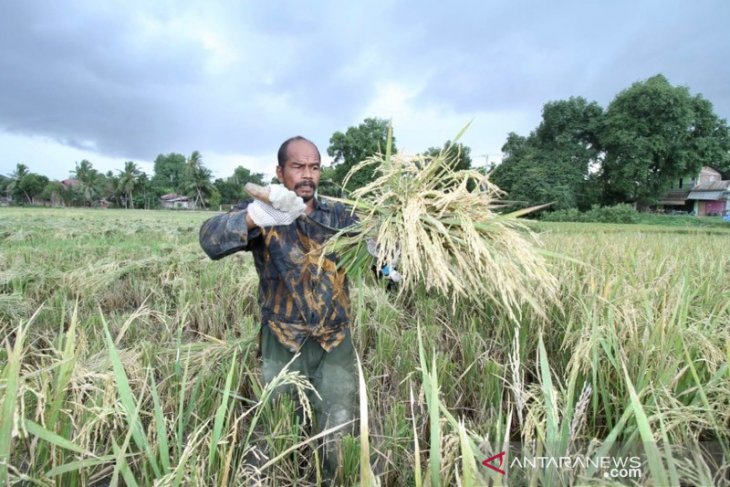 Petani Aceh keluhkan kelangkaan pupuk urea subsidi