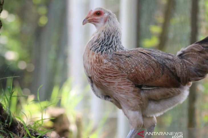 Ipb Lestari Farm Kembangkan Invensi Varietas Ayam Ipb D 1 Antara