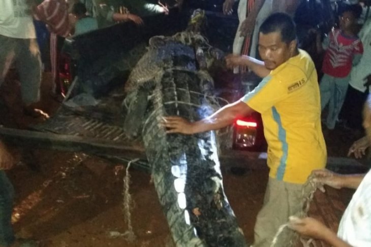 Warga Sungai Selan Bangka Tengah tangkap buaya