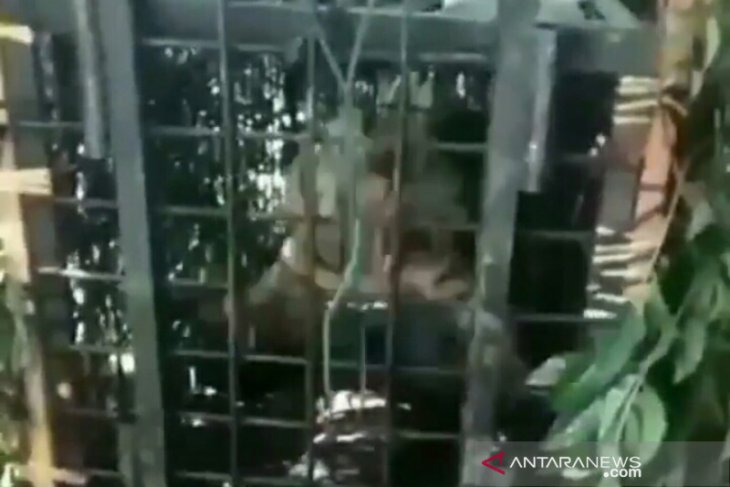 Seekor harimau sumatera masuk perangkap di Muara Enim