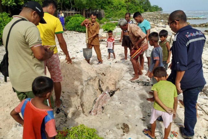 Seekor buaya ditemukan mati di Pantai Ubung Namlea