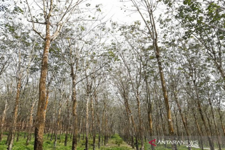 Musim gugur daun landa tanaman karet Sumatera Utara