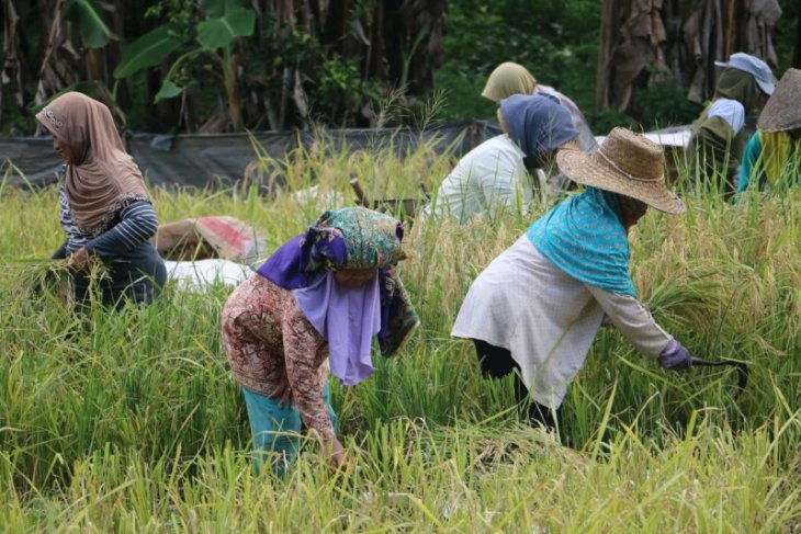 Paser Targetkan Produksi 25 Ribu Ton Beras Tahun Ini