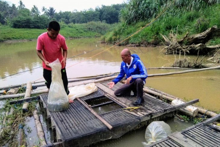 Realisasi produksi budidaya ikan Tabalong capai 13.813 ton