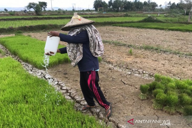Irigasi rusak, sawah milik petani Aceh Besar kekeringan