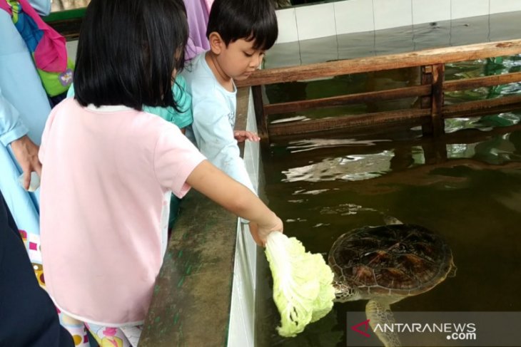 Penangkaran penyu Pantai Pangumbahan Sukabumi jadi wisata edukasi