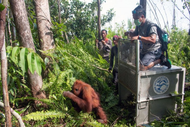IAR Indonesia: Konflik manusia- dengan orangutan terus bertambah