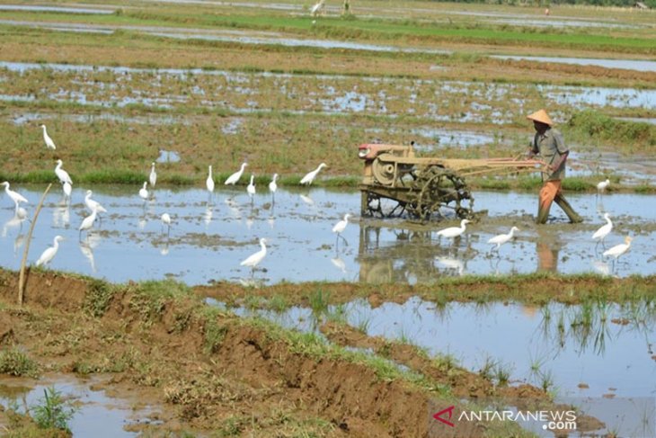 Petani Abdya kembali olah sawah MT rendengan