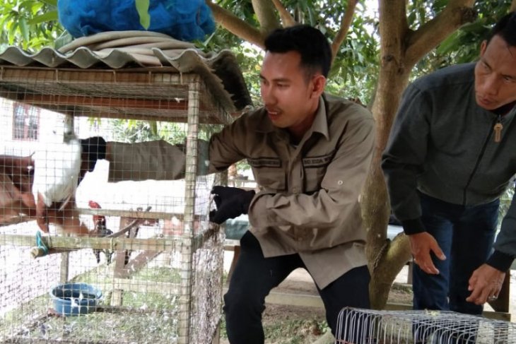 BBKSDA Sumut amankan elang bondol di Langkat