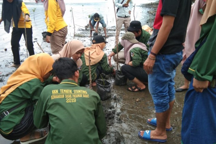 Komunitas Pandah Artgreen Maligi gelar konservasi ribuan telur penyu