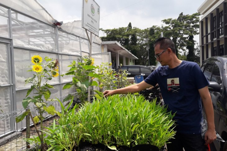 Pemprov Banten ajak masyarakat kembangkan obor pangan lestari