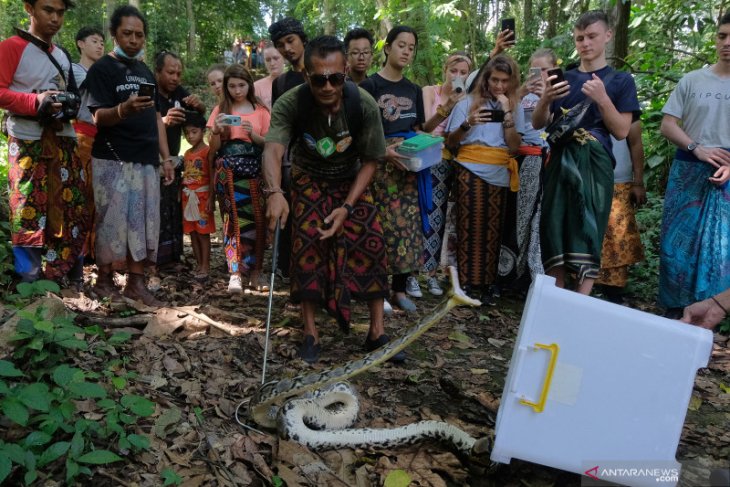 Wisatawan saksikan pelepasliaran ular Sanca di hutan Tabanan (video)