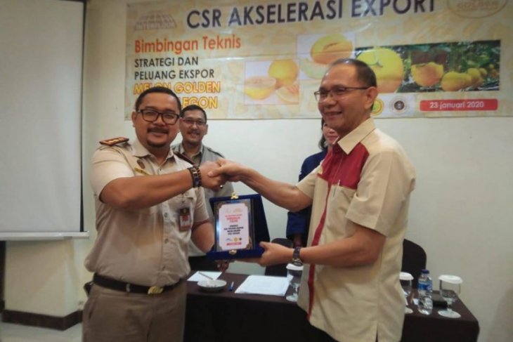 Potensi dikembangkan, Kota Cilegon optimistis mampu ekspor melon emas
