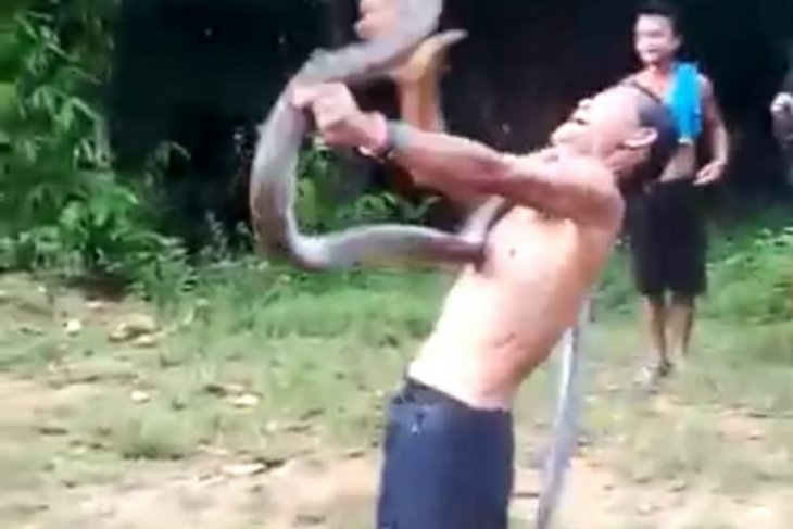 Atraksi Norjani bermain ular king kobra berujung maut