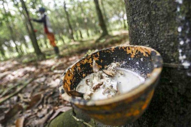 Harga karet Sumsel turun dipengaruhi kondisi China