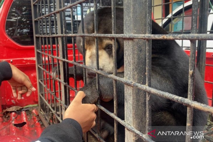 Sepasang beruang disita polisi dari warga
