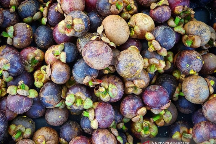 Manggis jadi buah unggulan di Purwakarta