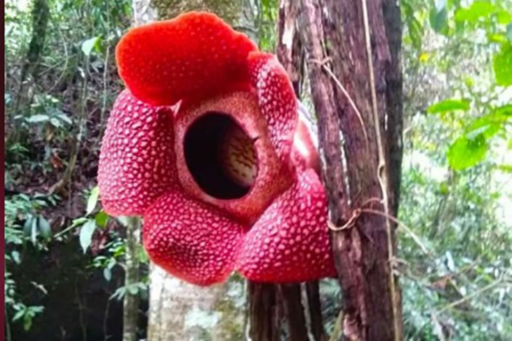 Rafflesia mekar menggantung di pohon di Kaur