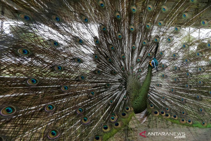 48++ Foto burung merak putih terbaru