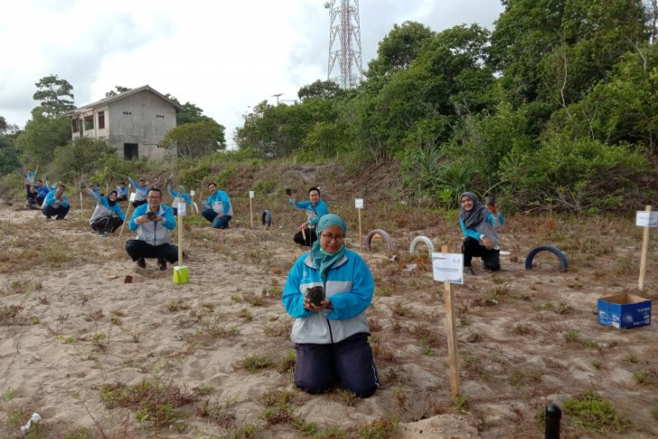 Jasa Raharja Babel tanam 100 bibit pohon cemara laut