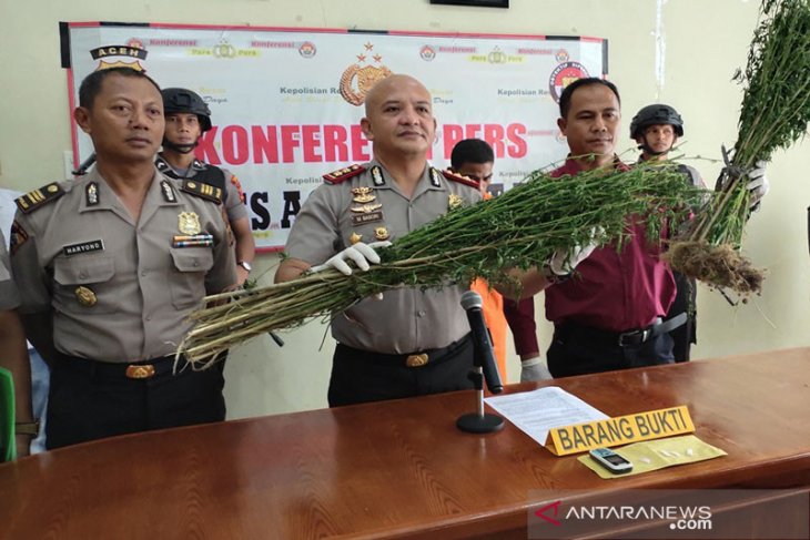 Polres Abdya tangkap penanam dan pemilik kebun ganja