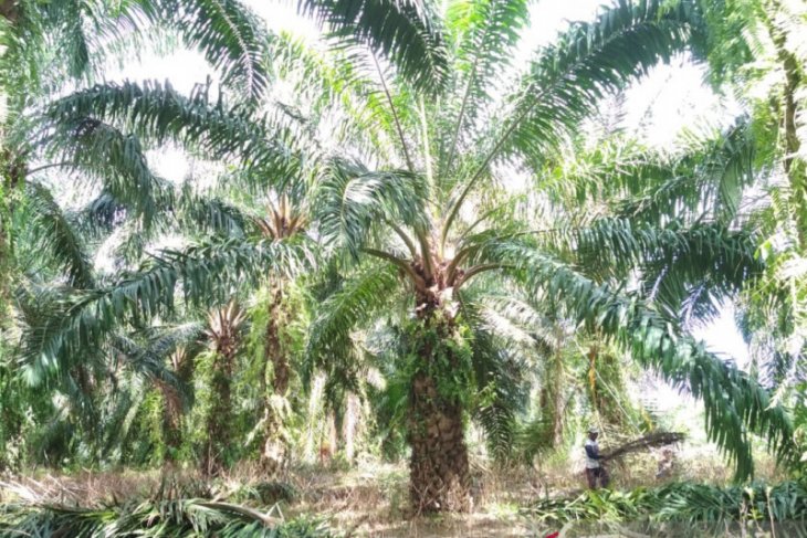 Semua kelompok tani Mukomuko dapat peremajaan sawit