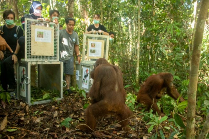 Lima orangutan dilepasliarkan di TN Bukit Raya