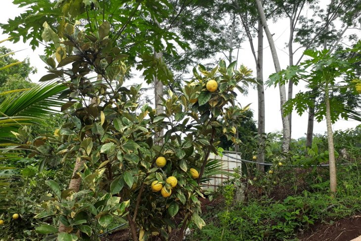 Menikmati Liburan Dan Belajar Aneka Tanaman Buah Di Lembah Tretes Kediri Video Antara News Jawa Timur