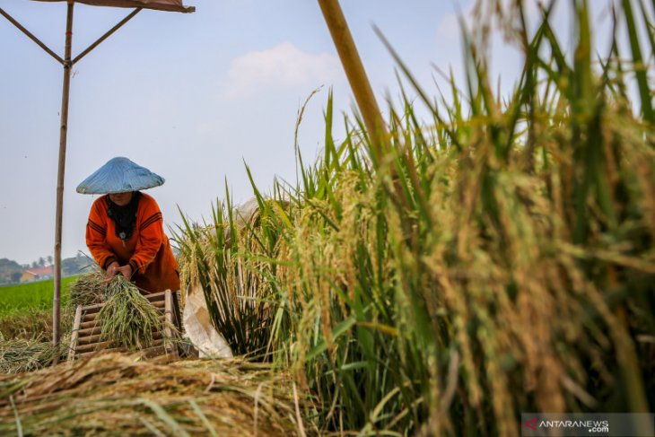 Govt should preemptively tackle climate change impacts on rice yield