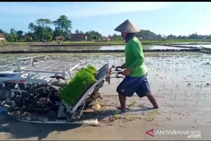 Rice plantation sooner as precaution against food crisis amid pandemic